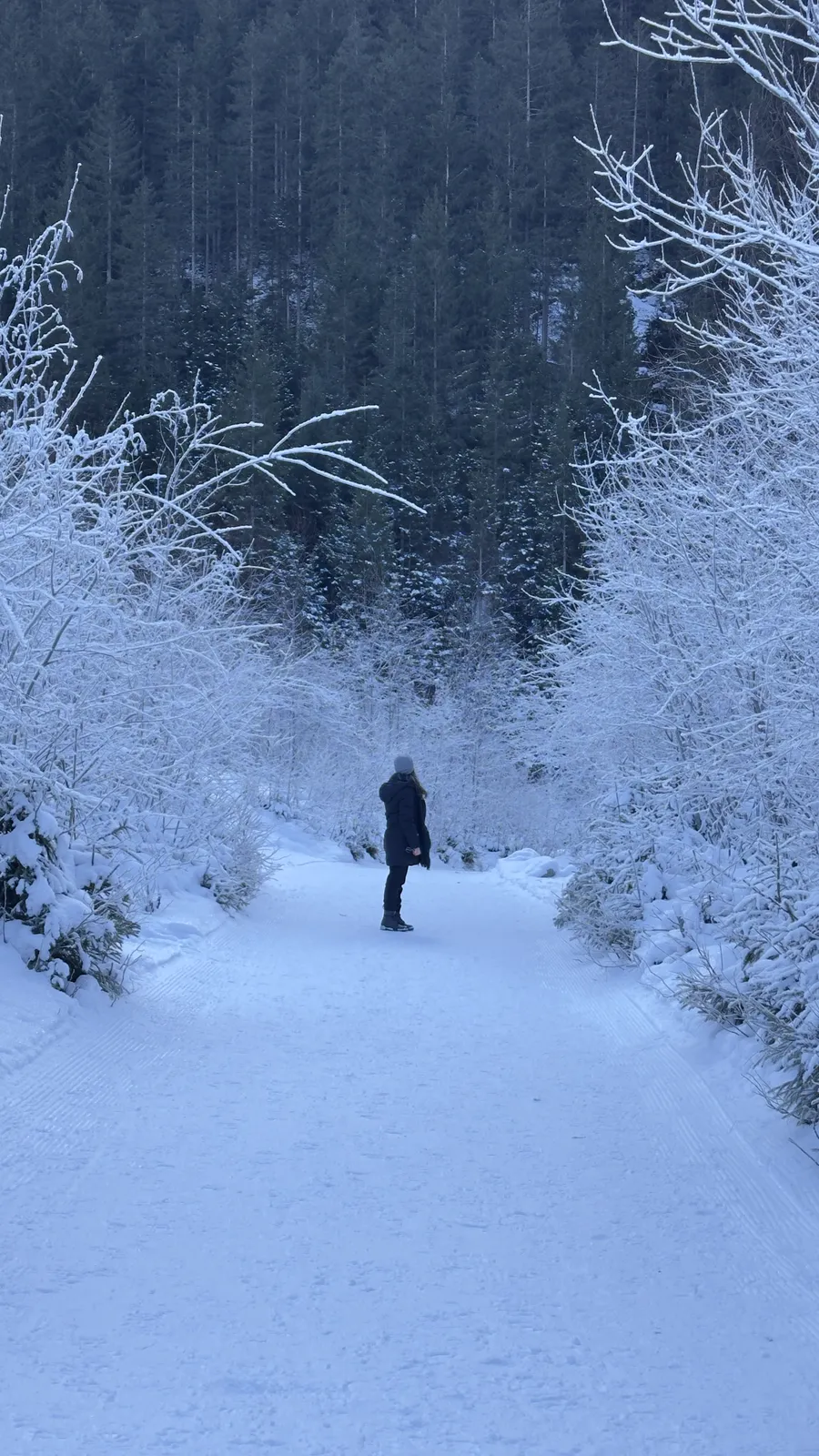 Caminhada por uma trilha de neve entre &aacute;rvores congeladas